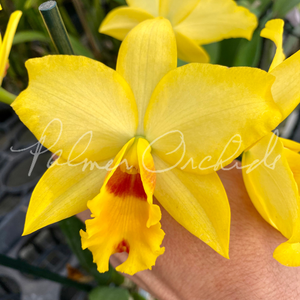 Ctt. Tropical Aurora-Rth. What About Love — Palmer Orchids